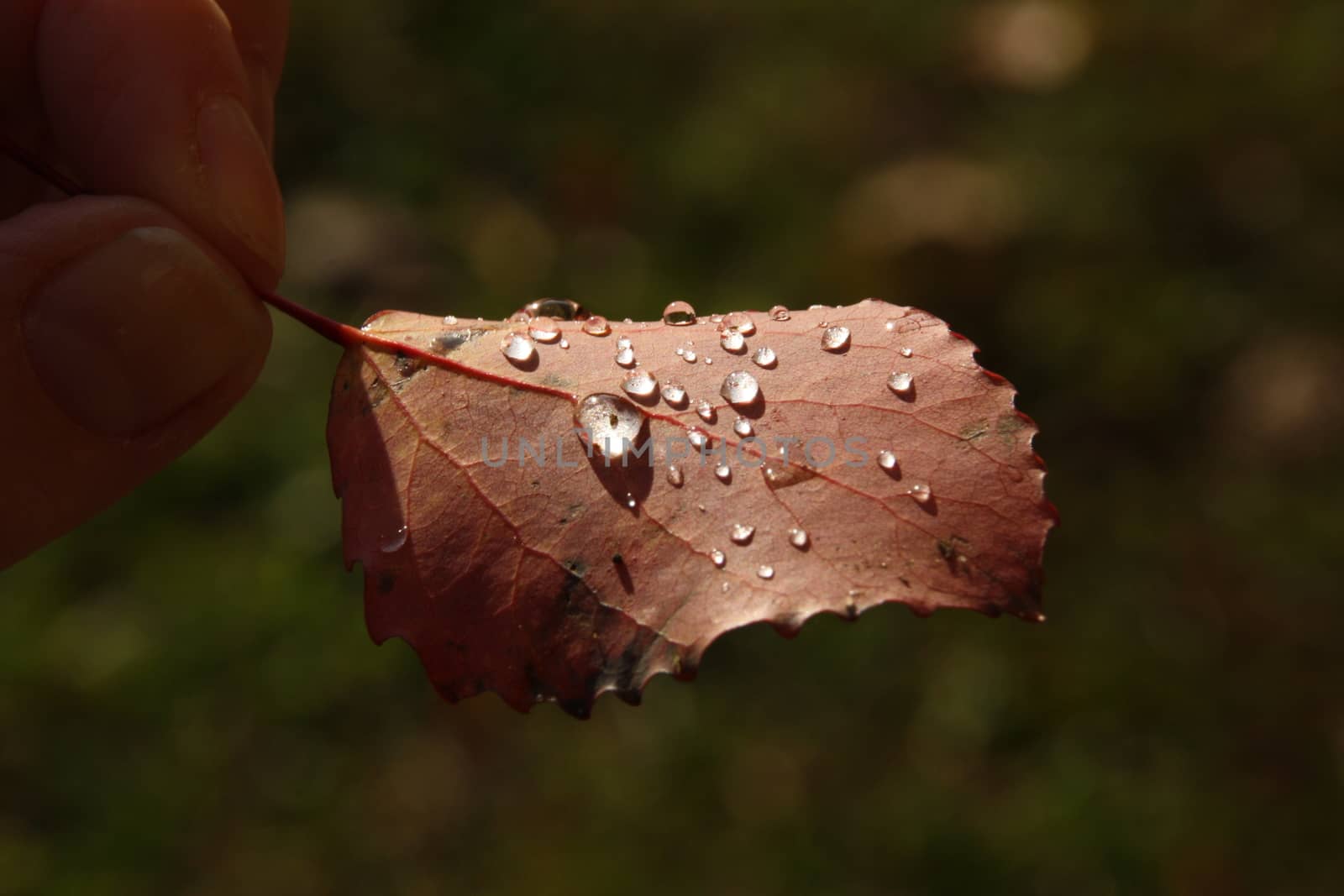 Fallen autumn leaf with raindrops in his hand