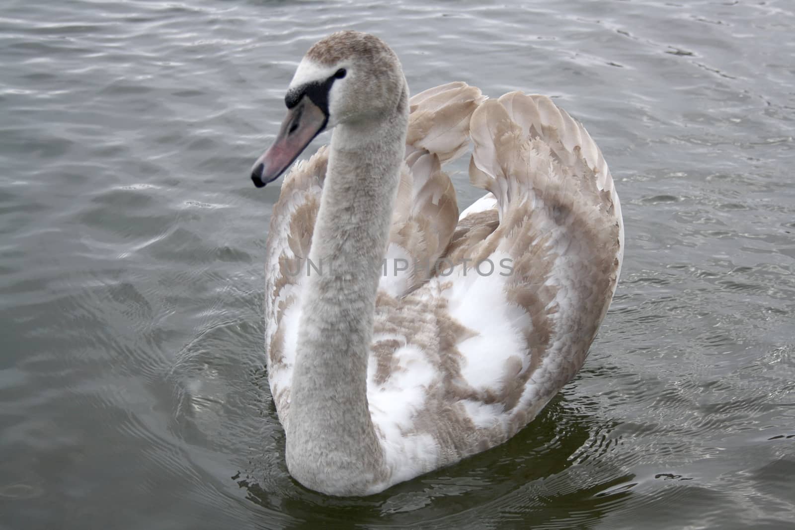  white swan  by alexx60