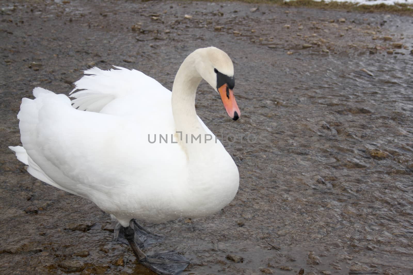 Courting white swan on  the blue lake water.