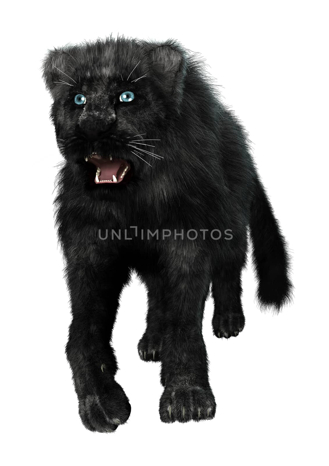 3D digital render of a big cat black panther walking isolated on white background