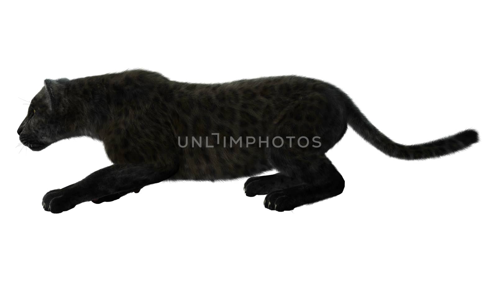 3D digital render of a big cat black panther hunting isolated on white background