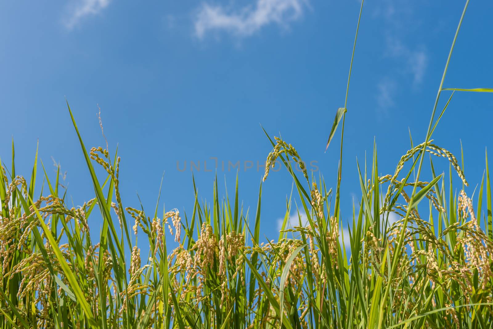 Rice Grains on Blue Sky by justtscott