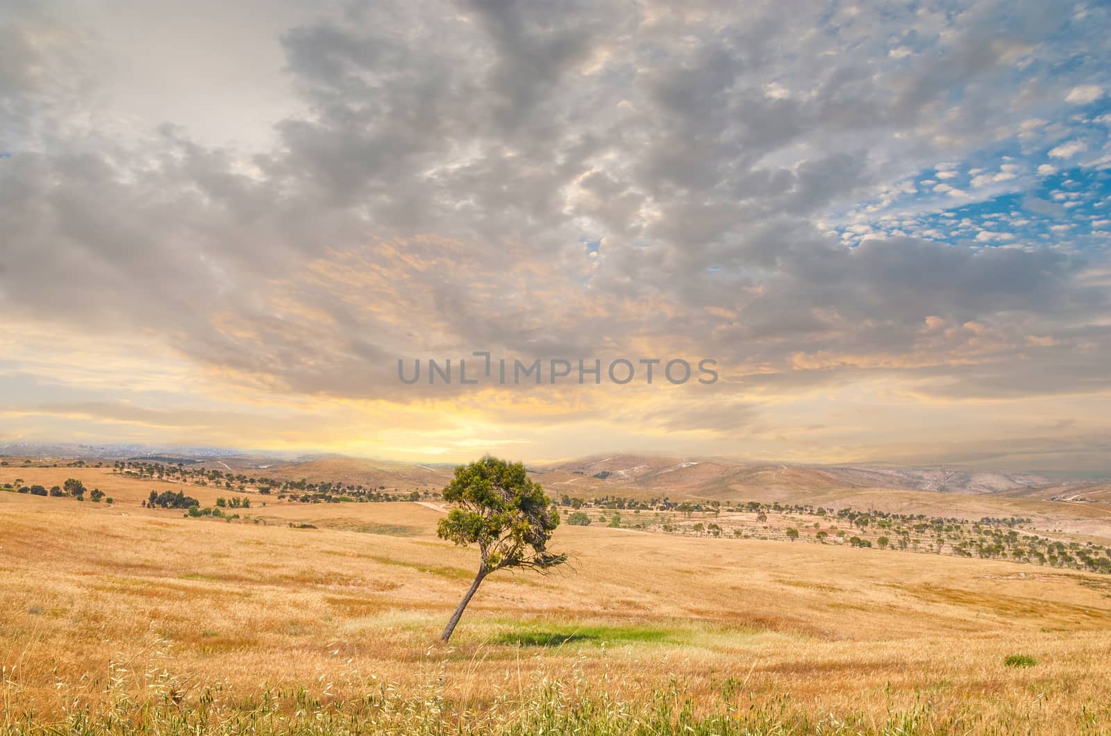 Lonely tree, Negev Desert, Jerusalem, Israel