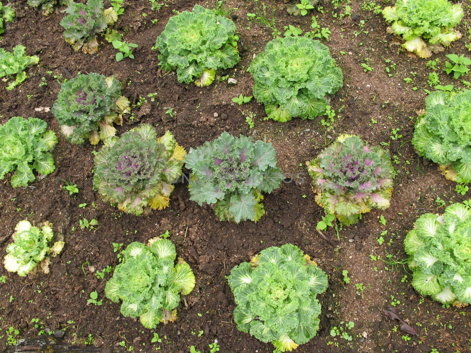 Salad vegetable grow on ground by iampuay