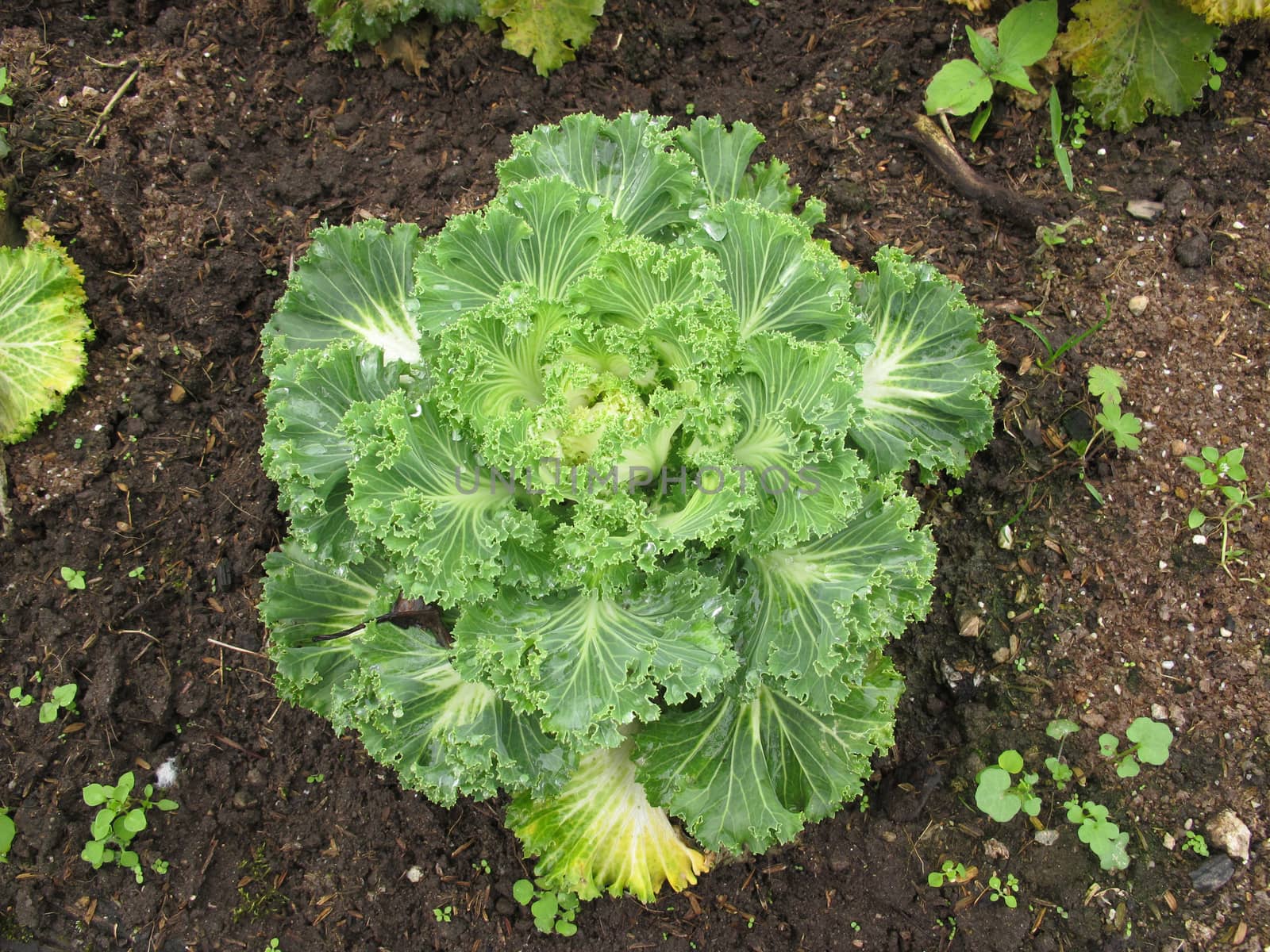 Single lettuce salad vegetable grow on ground