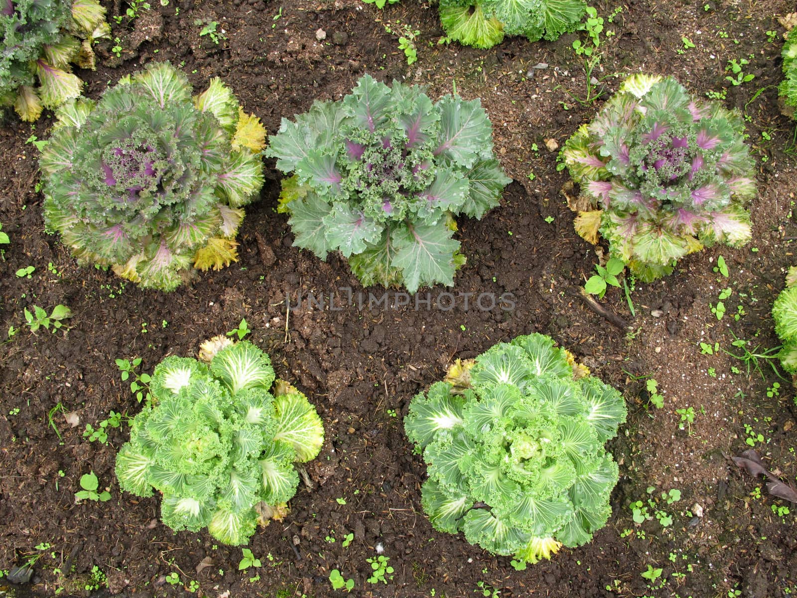 Salad vegetable grow on ground by iampuay