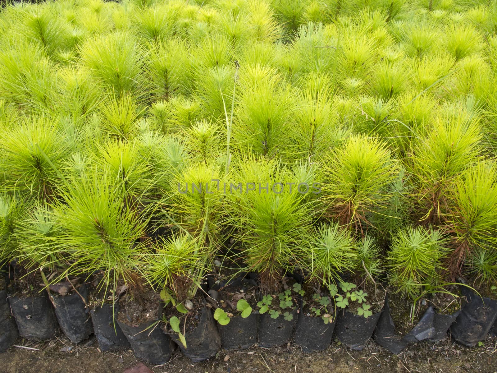 Group of young pine tree seedling in plastic pot