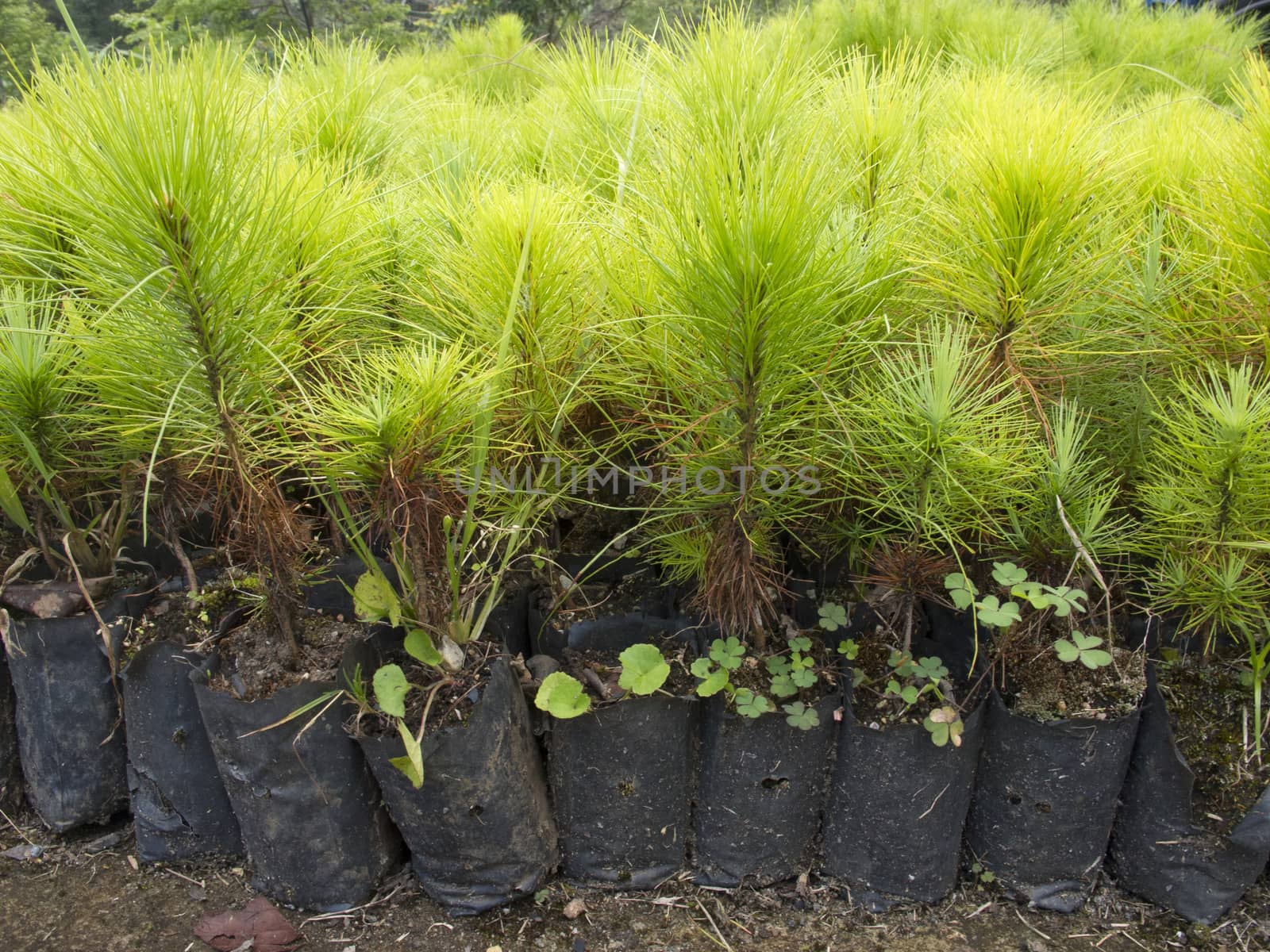 Group of young pine tree seedling in plastic pot