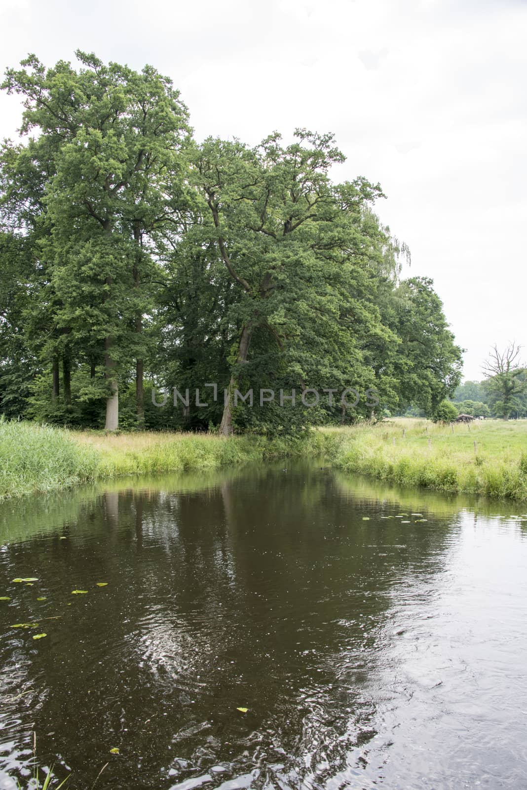 trees and nature with river in the nature area hof van twente in holland