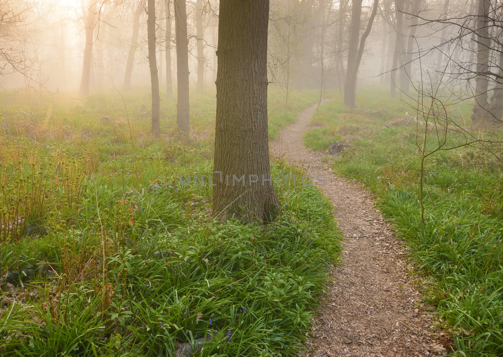 Sunrise over a path into the forest by pljvv