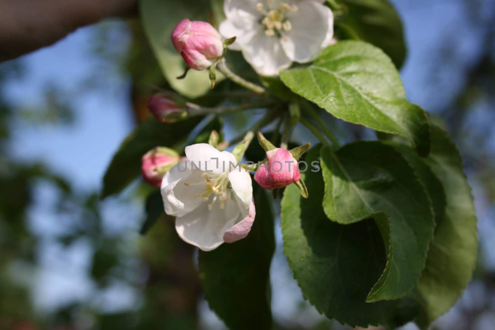 Spring blossom: branch of a blossoming apple tree on garden background