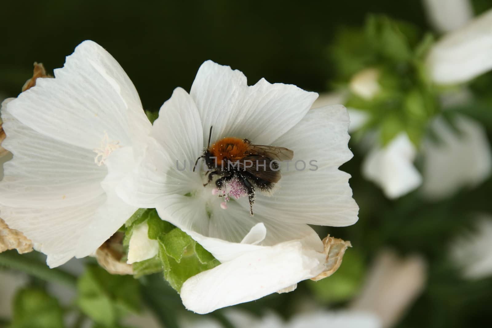 A macro shot of a bumblebee collecting pollen by alexx60