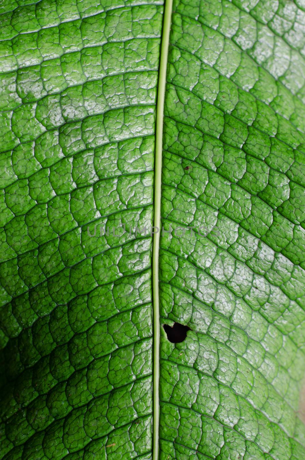 leaf detail by sarkao