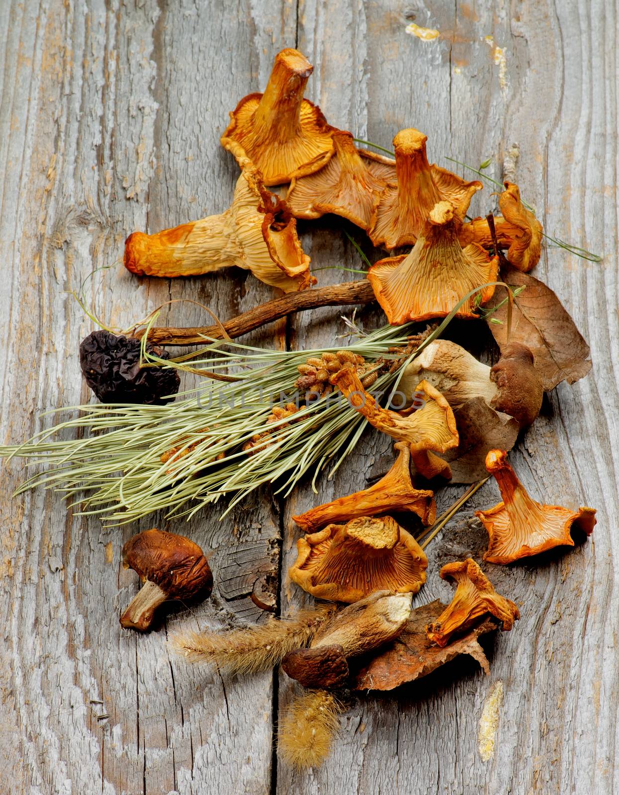 Arrangement of Dried Forest Chanterelles, Porcini and Boletus Mushrooms with Dry Grass, Stems and Leafs closeup in Rustic Wooden background