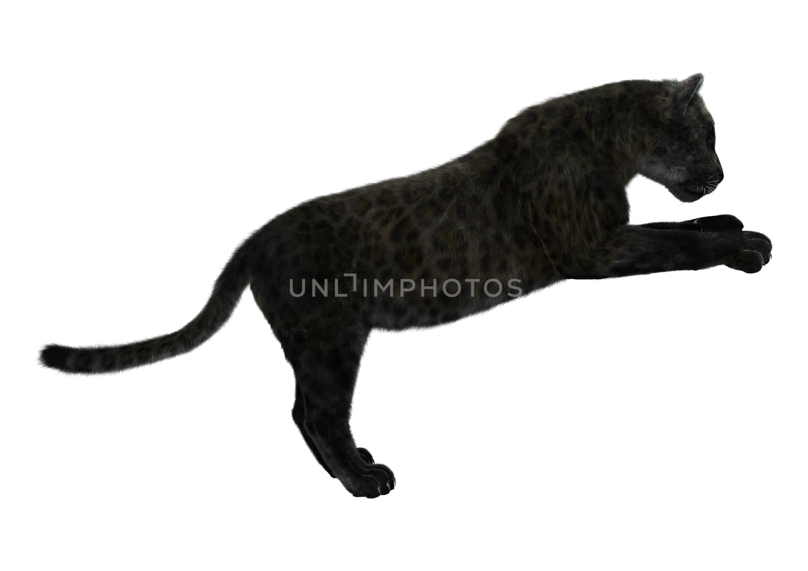 3D digital render of a big cat black panther isolated on white background