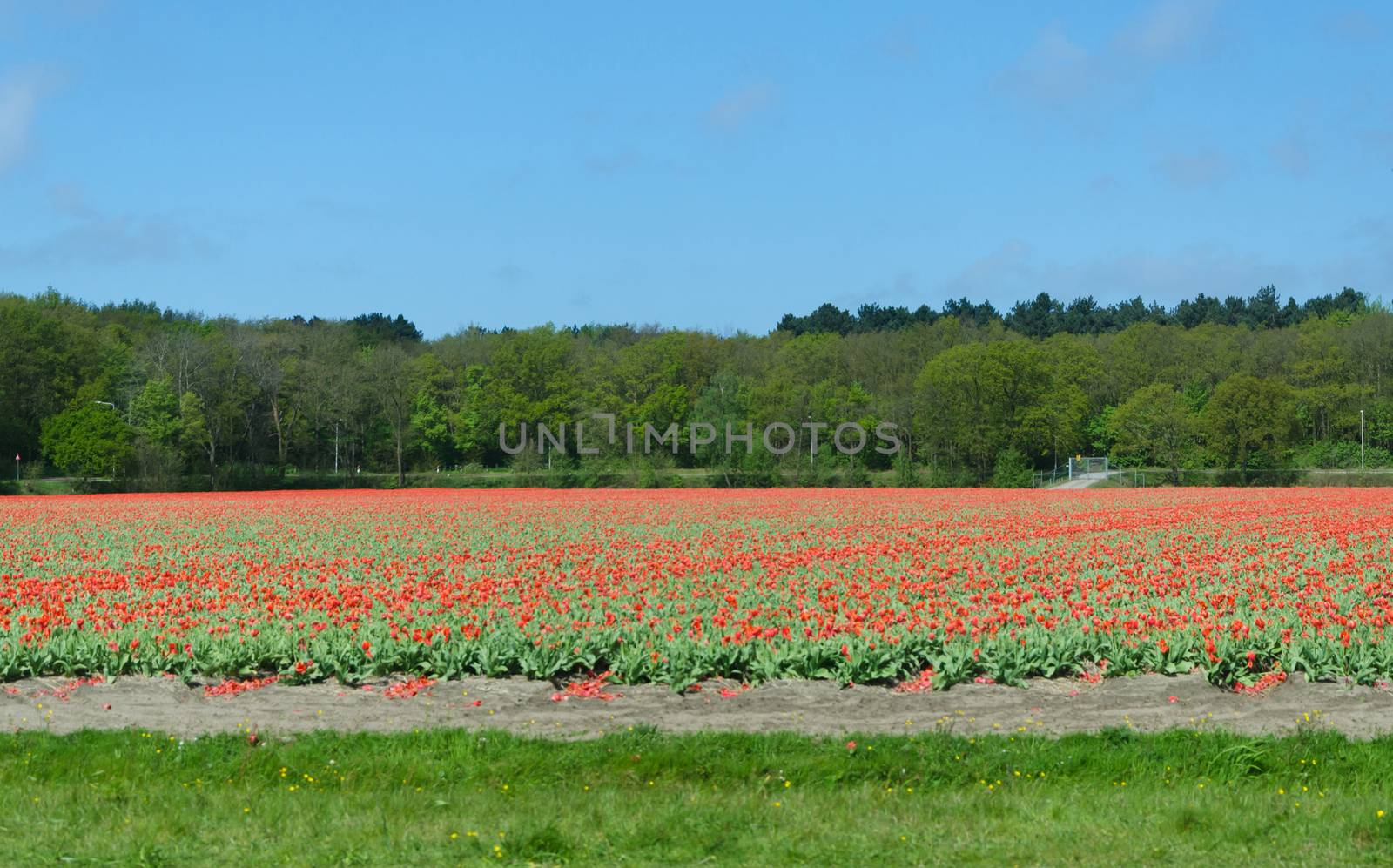 Dutch bulb field in Lisse, The Netherlands