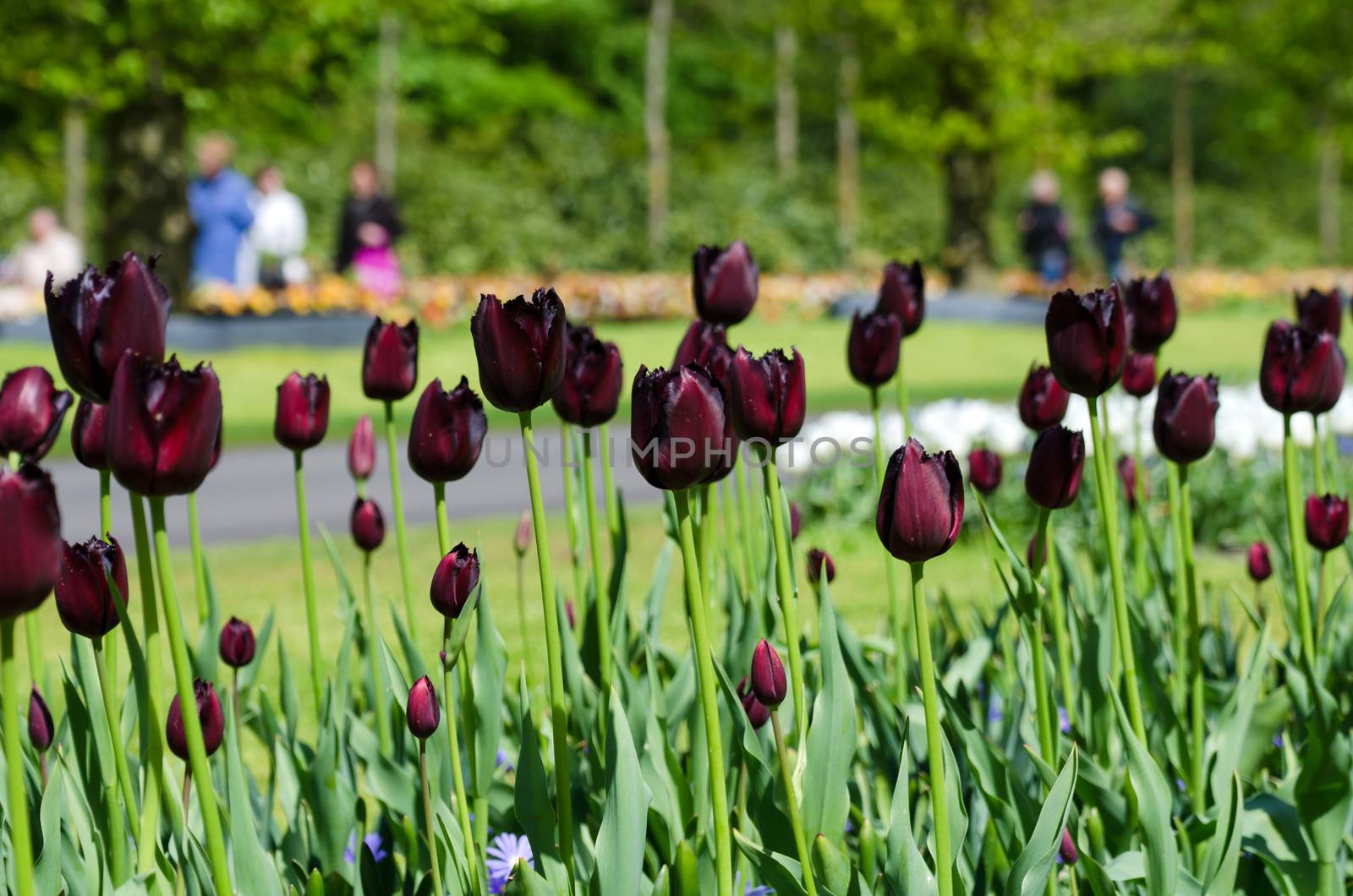 Beautiful black tulip flowers in Keukenhof Garden, Netherlands