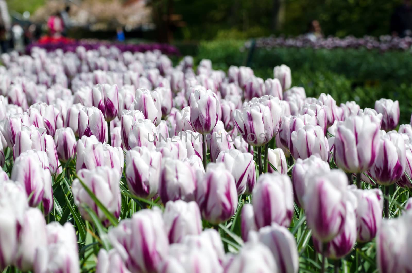 Beautiful white tulip flowers in Keukenhof Garden by siraanamwong