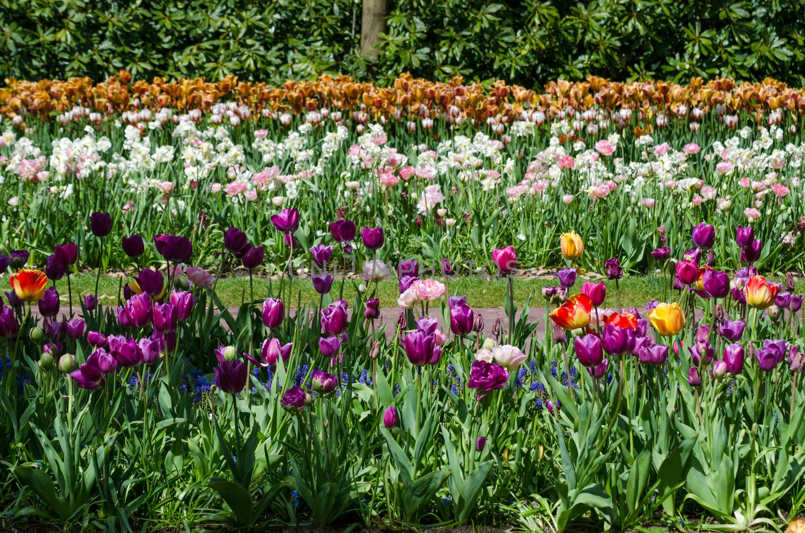 Colorful tulip flowers in Keukenhof Garden by siraanamwong