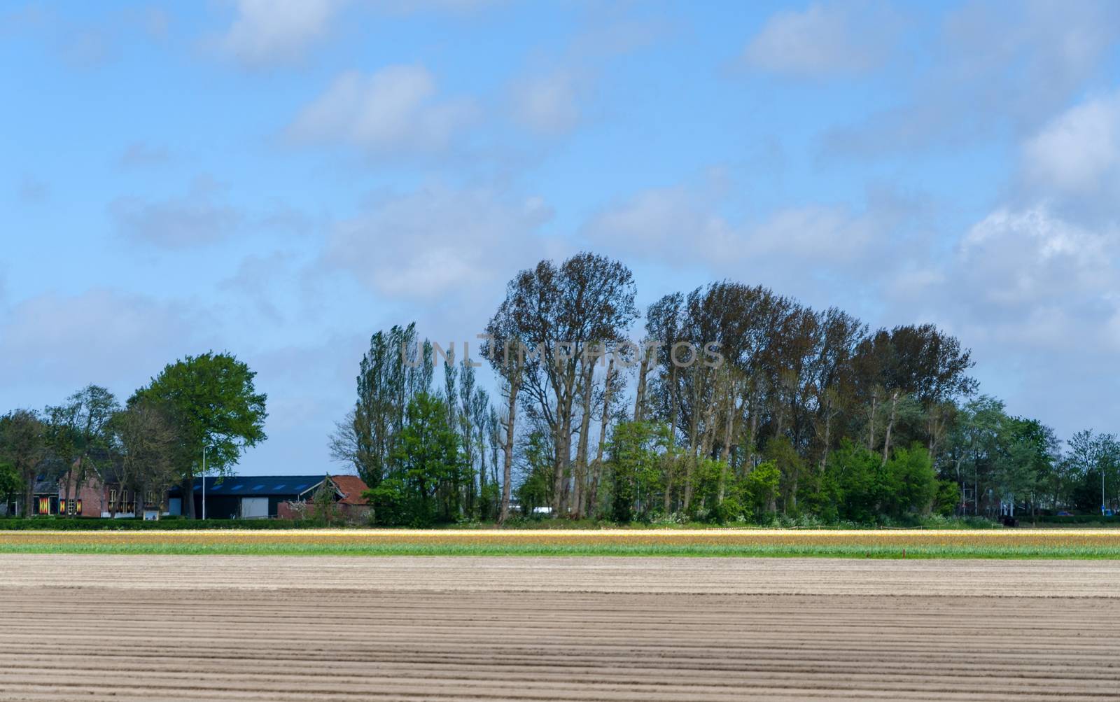 Country House and Dutch flowerbed after harvest in Lisse by siraanamwong