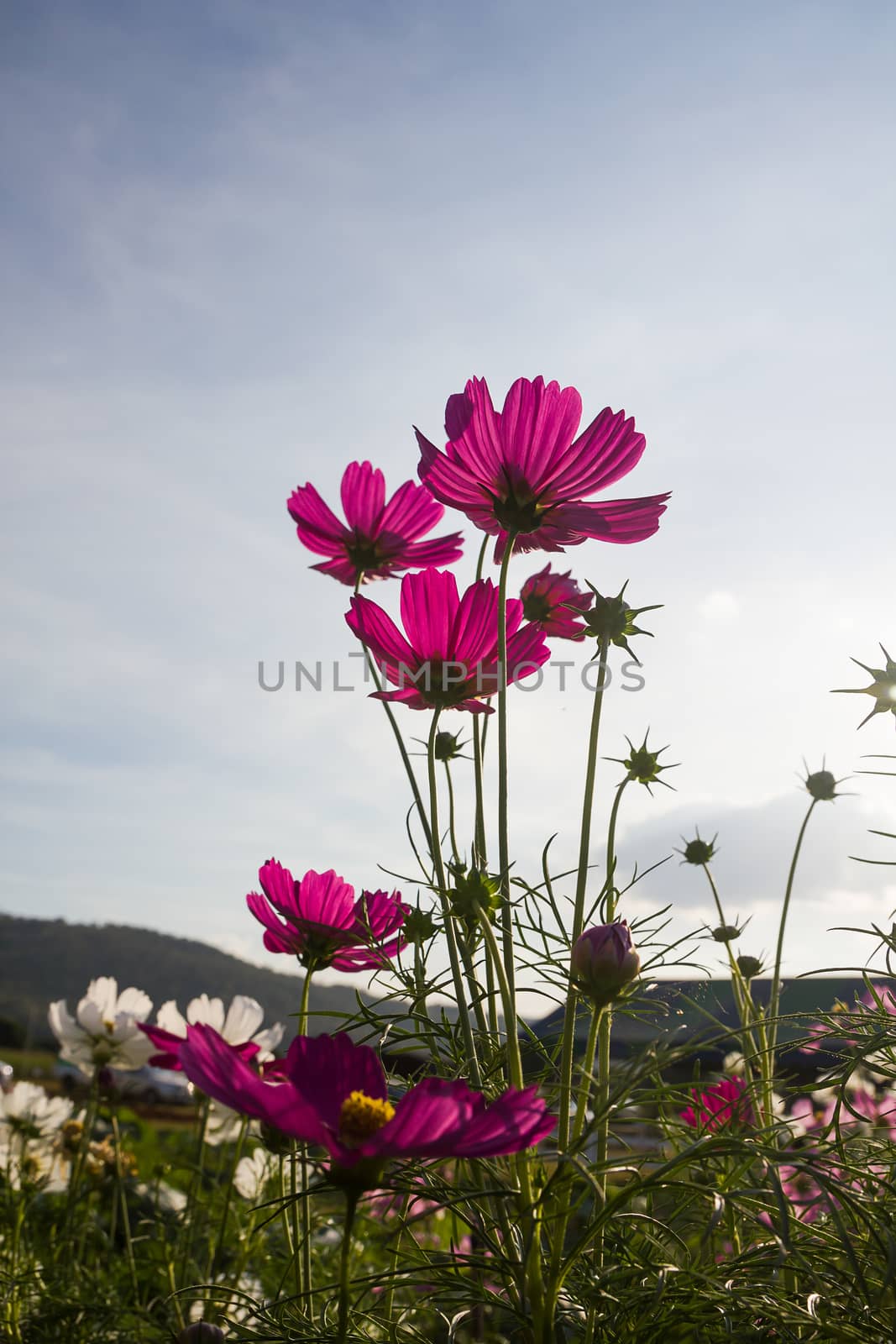 Close up Pinkcosmos flower family fompositae in garden