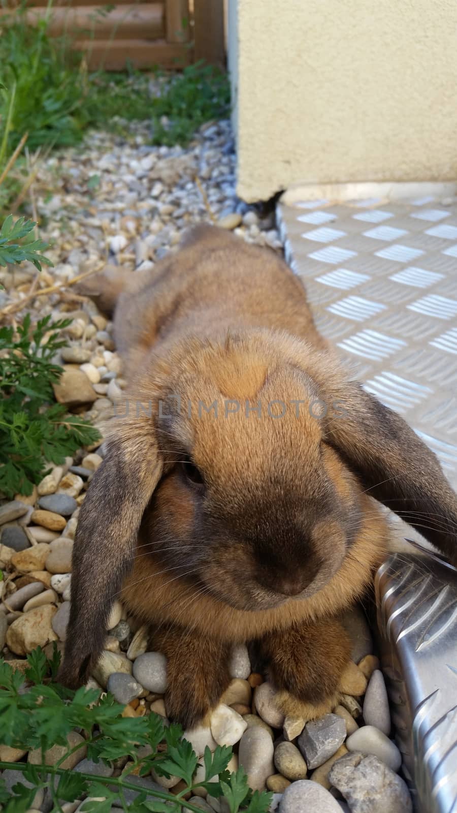 Cute Brown Rabbit in the garden, France