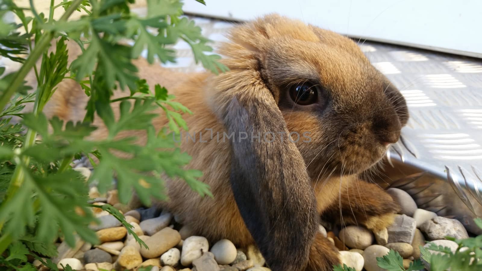 Cute Brown Rabbit by bensib