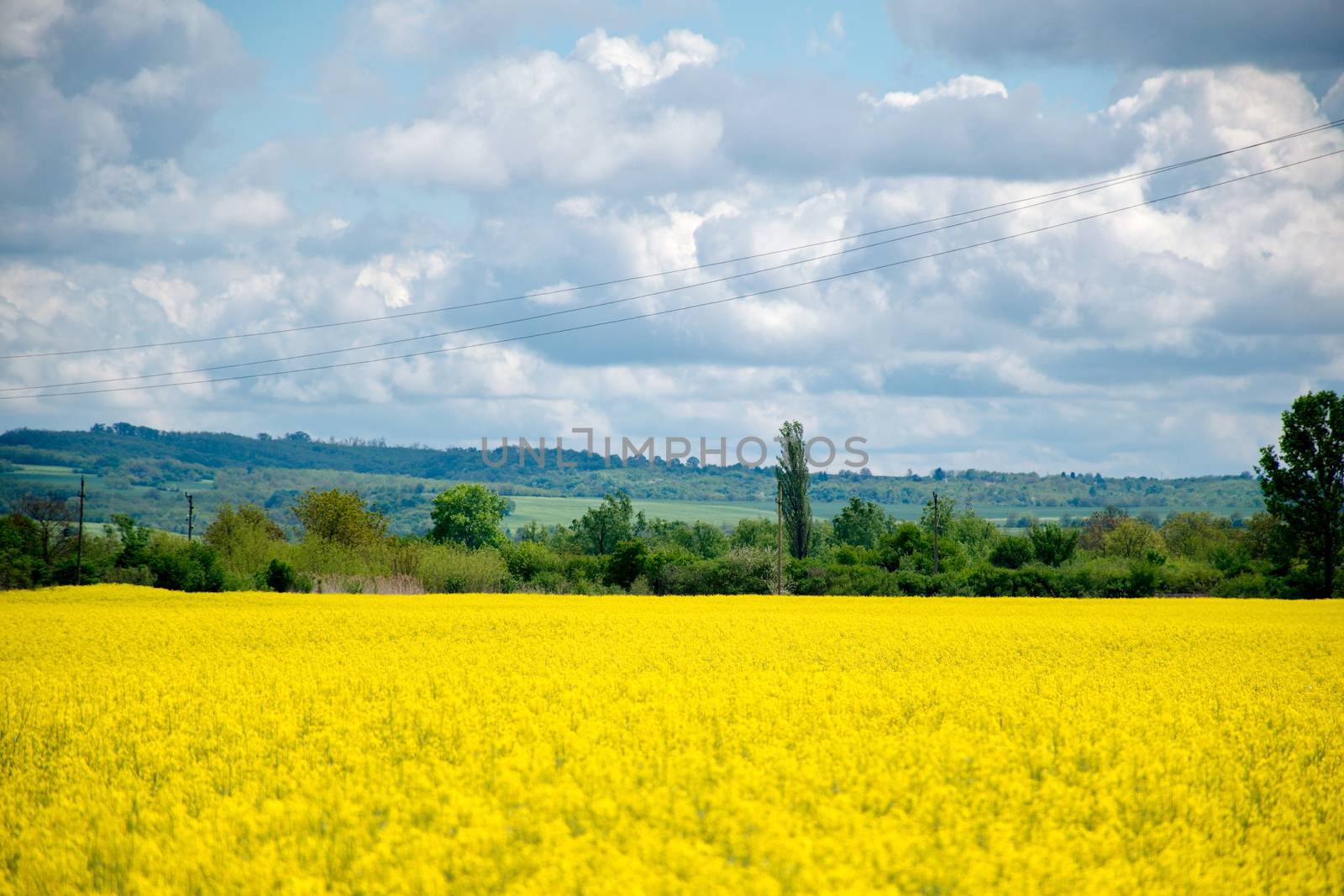 Rape field by anderm