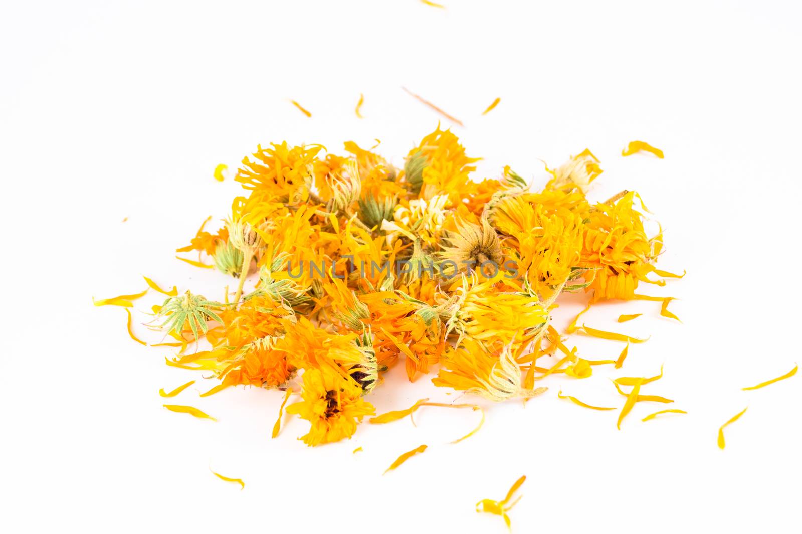 Calendula officinalis in white background by papadimitriou