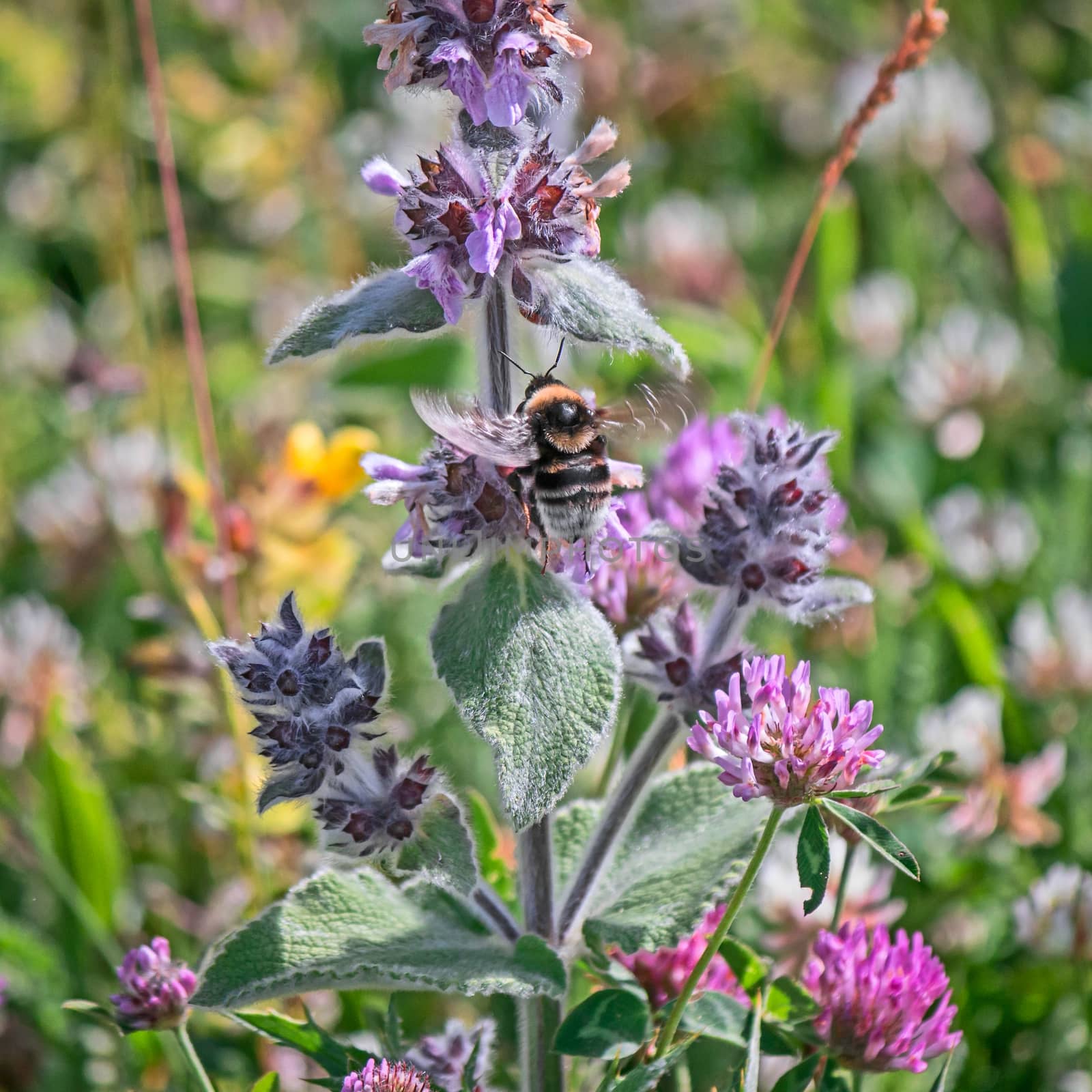 a small bee pollinating purple flower