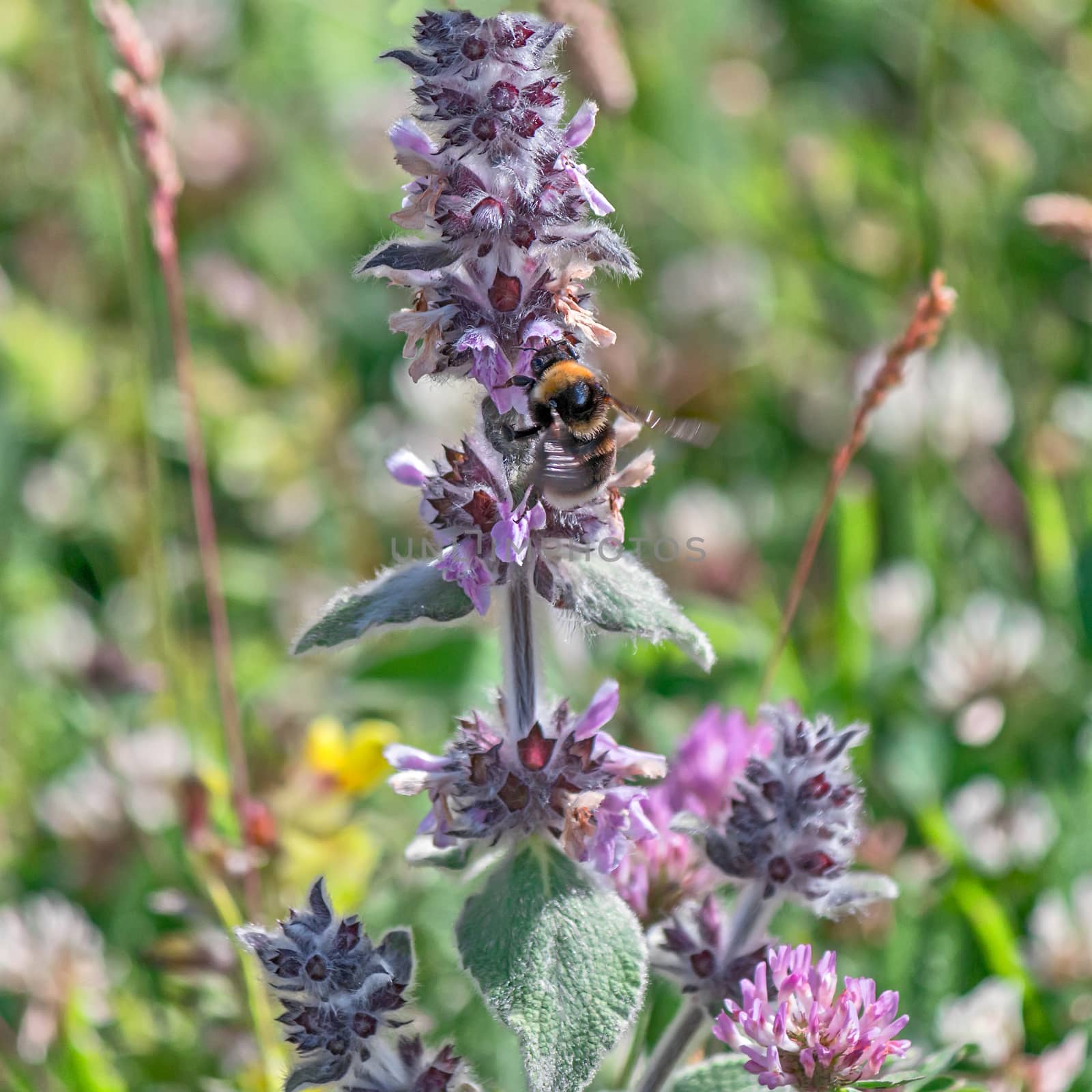 a small bee pollinating flowers