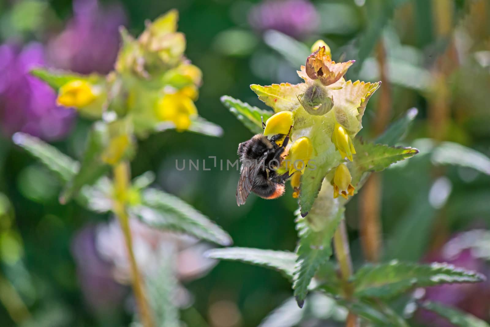 bee pollinating a flower by EnzoArt