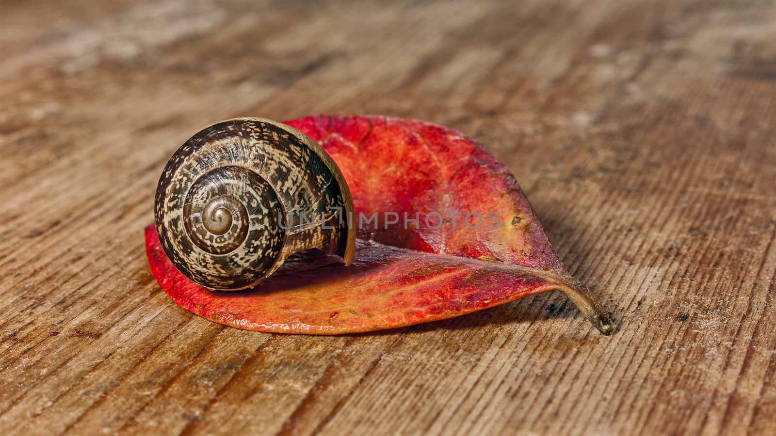 snail on a red leaf and wood base