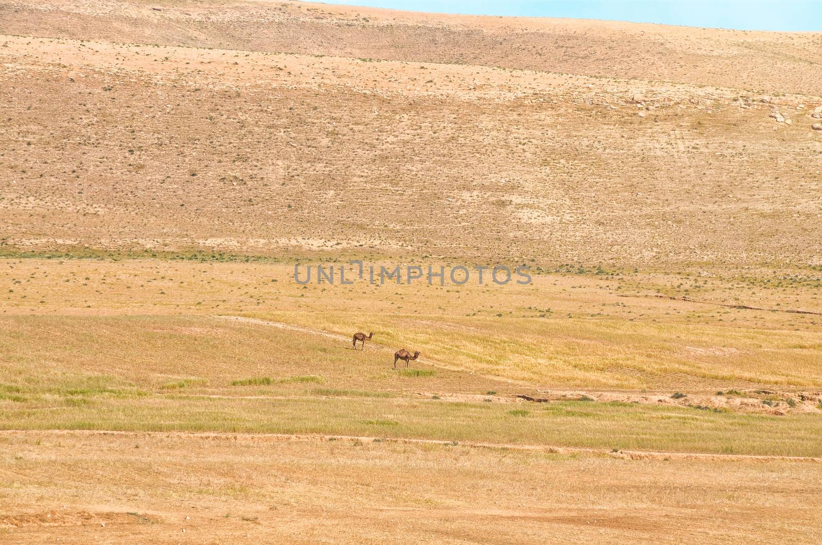 Arabian Camels. A domesticated herd of Arabian Camels graze at the Israeli Negev Desert.