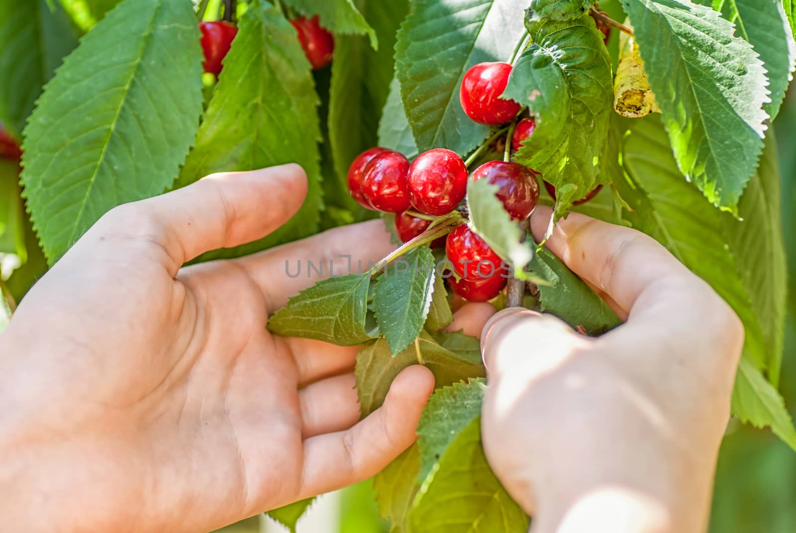 Female hands harvesting cherry from tree by Zhukow