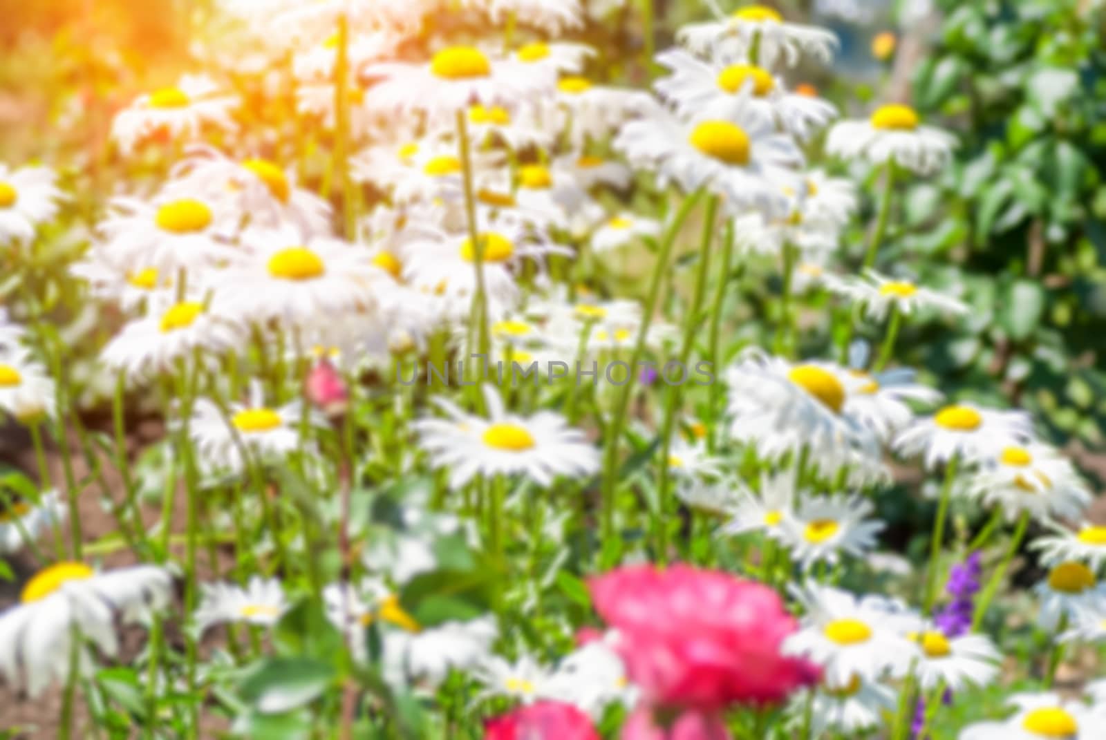 Field of daisy flowers blur background with shallow depth of field bokeh effect