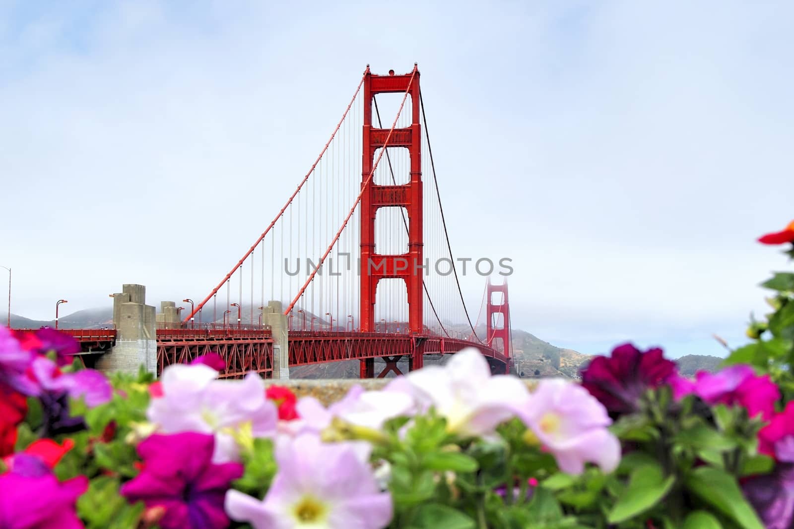 foggy day at golden gate bridge San Francisco california USA