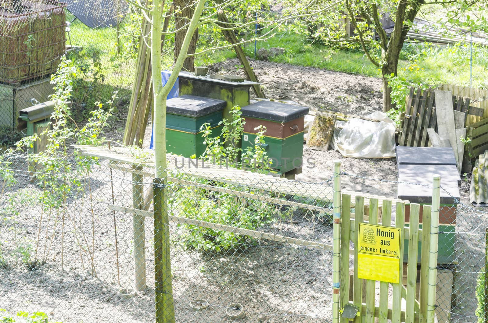 Honey bee hives in the spring in a small garden.