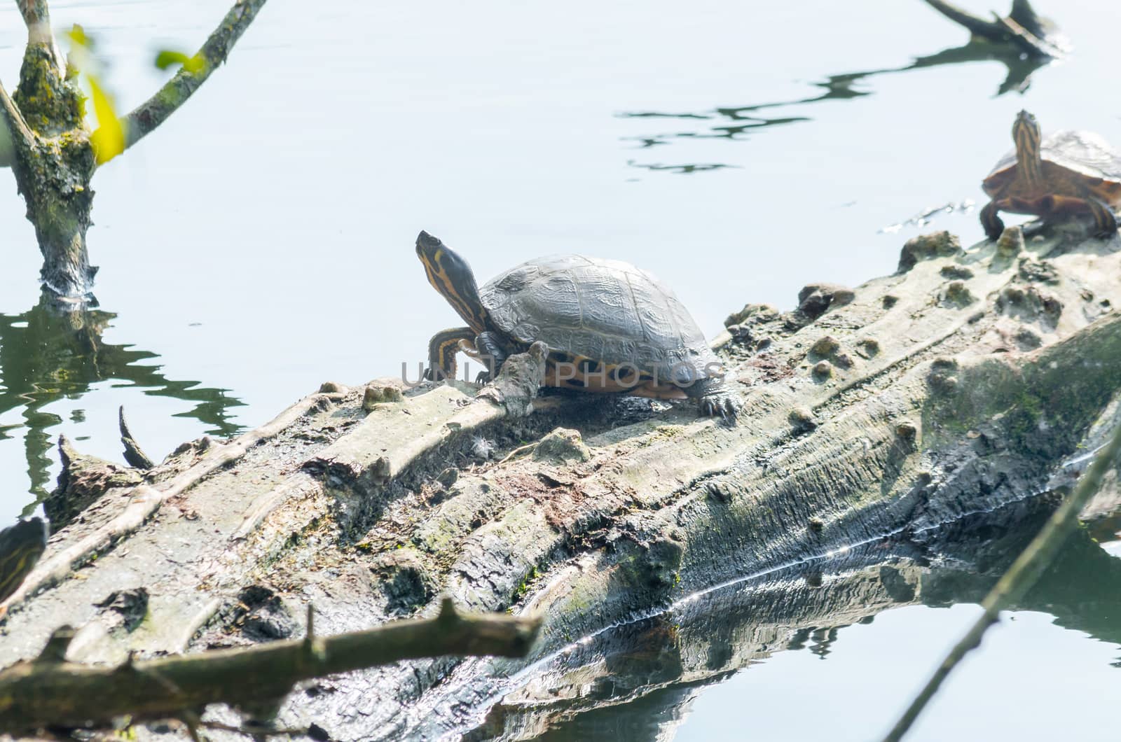 Water turtle (Chrysemys picta) sitting on tree. Basks in the morning sun on a pond