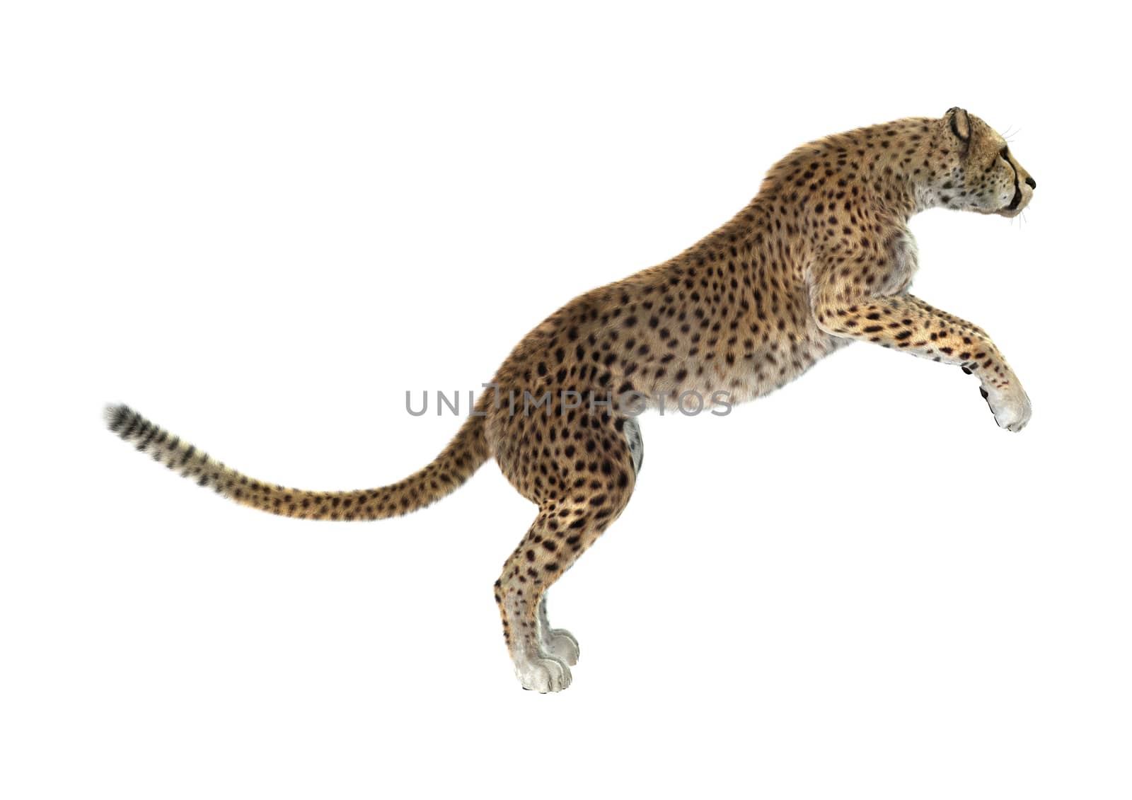 3D digital render of a big cat cheetah isolated on white background