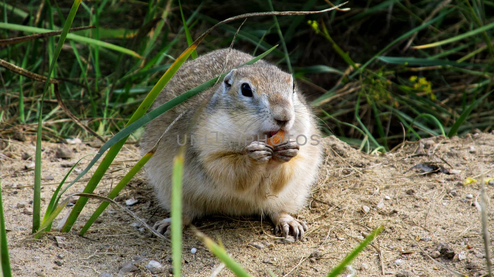 Chipmunk eating almond