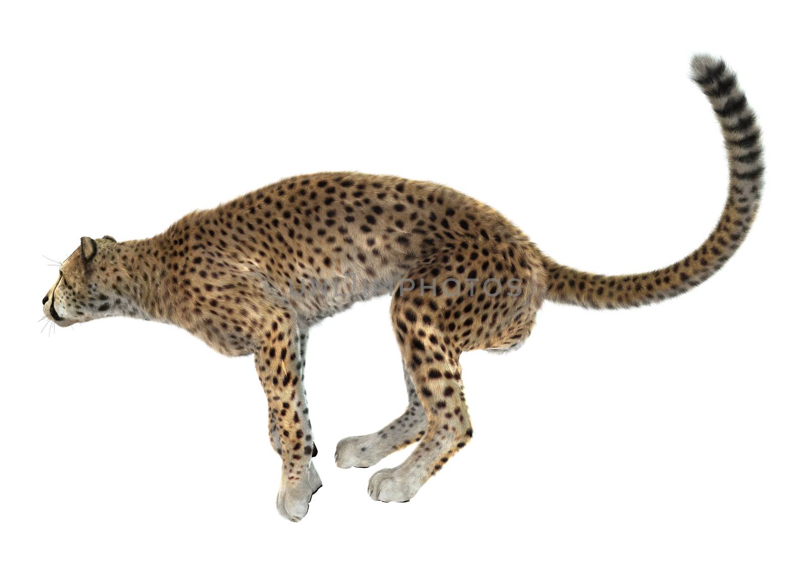 3D digital render of a big cat cheetah ready to jump isolated on white background
