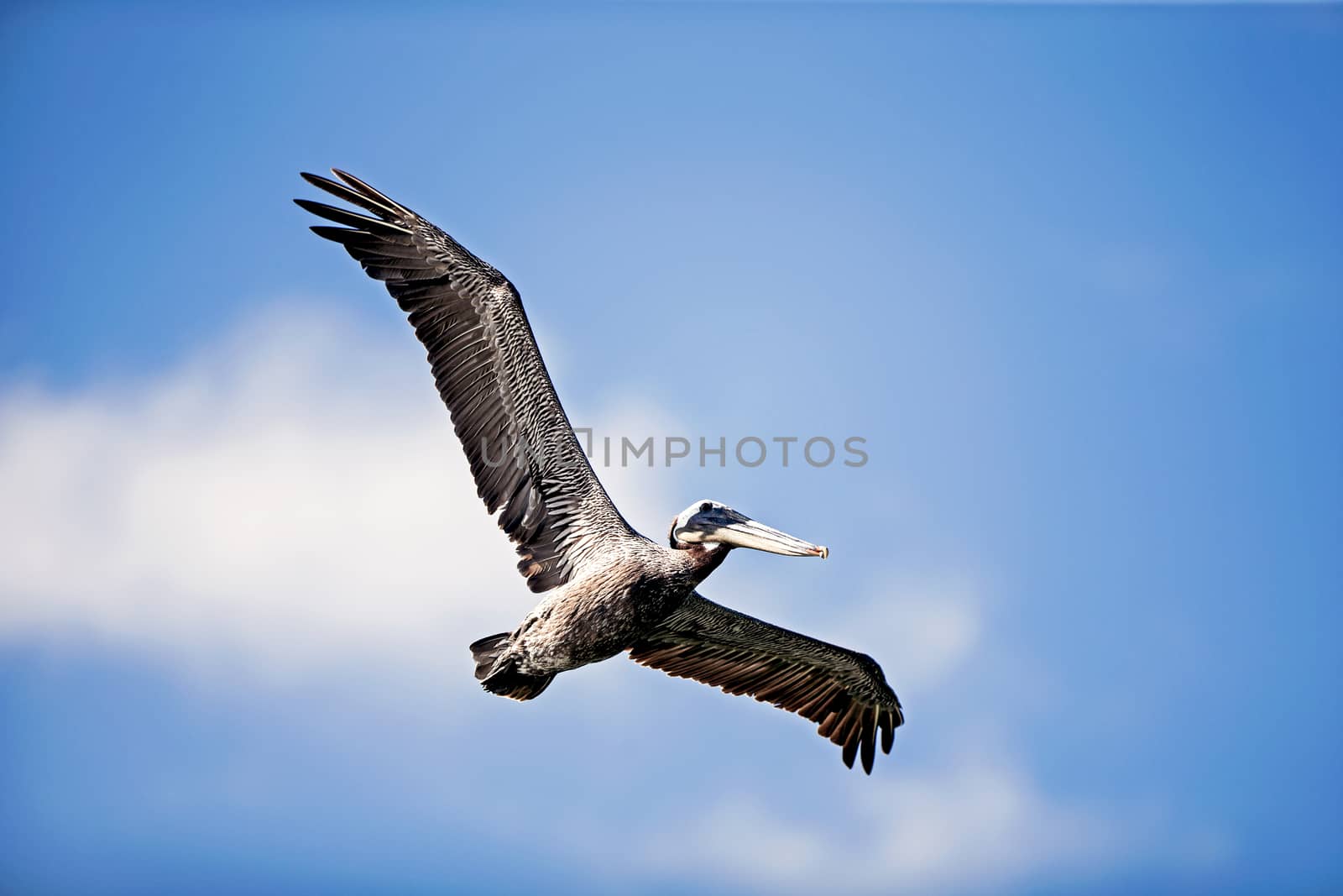 American Brown Pelican by thomas_males