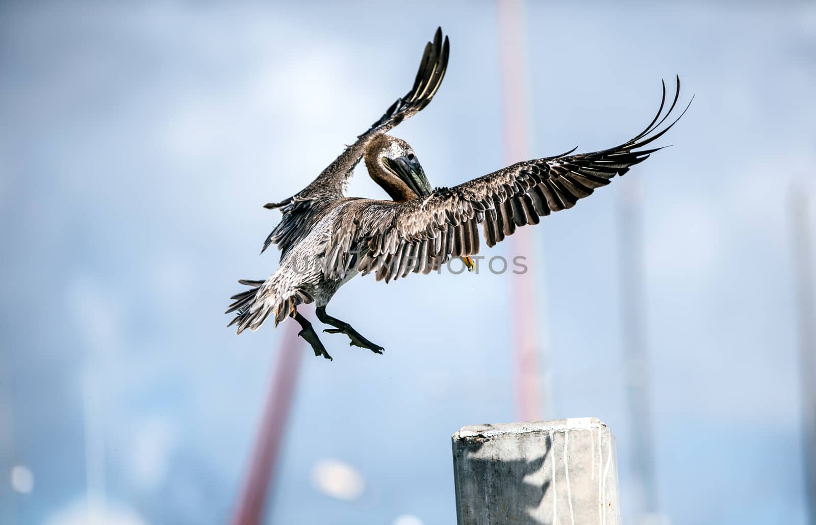 Brown Pelican making a pin point landing