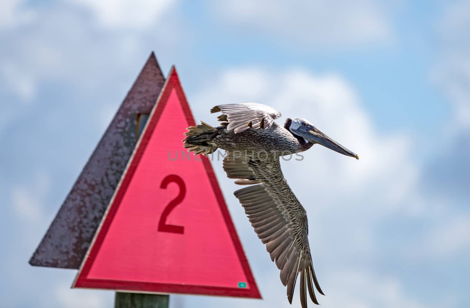 Pelicans ignore signs by thomas_males