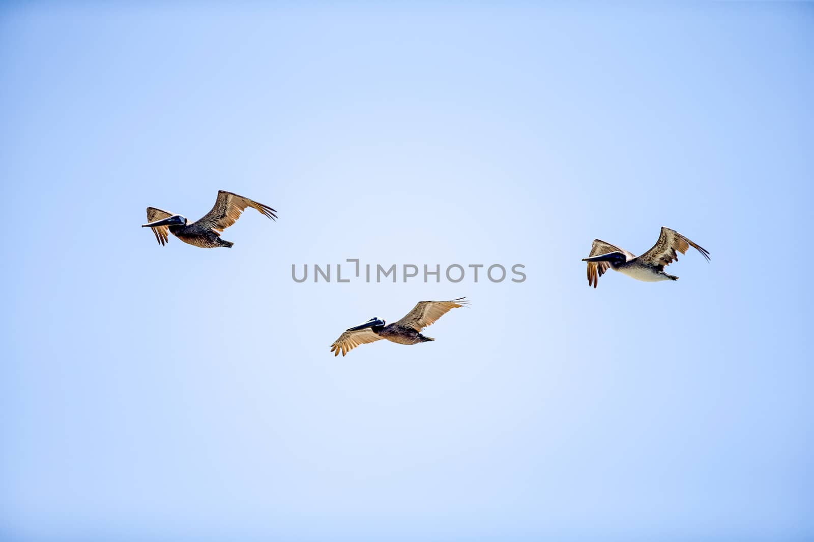 Flock of Pelicans by thomas_males