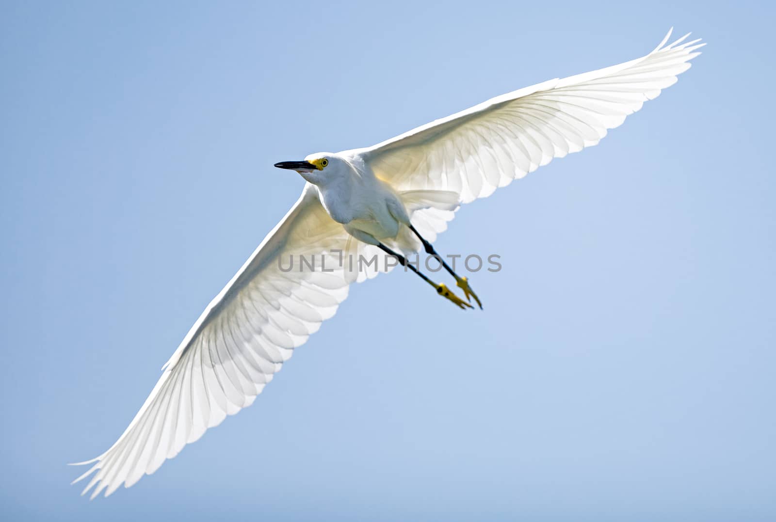 Snowy egret by thomas_males