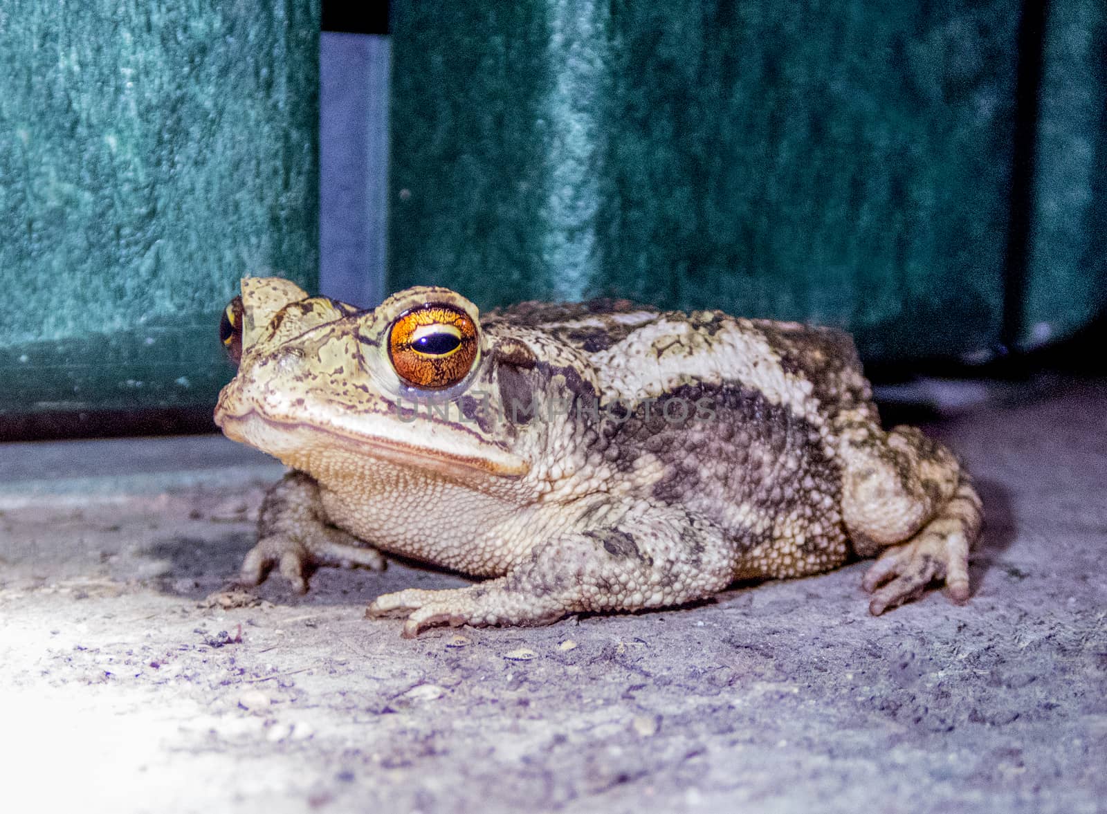 Texas Toad by thomas_males