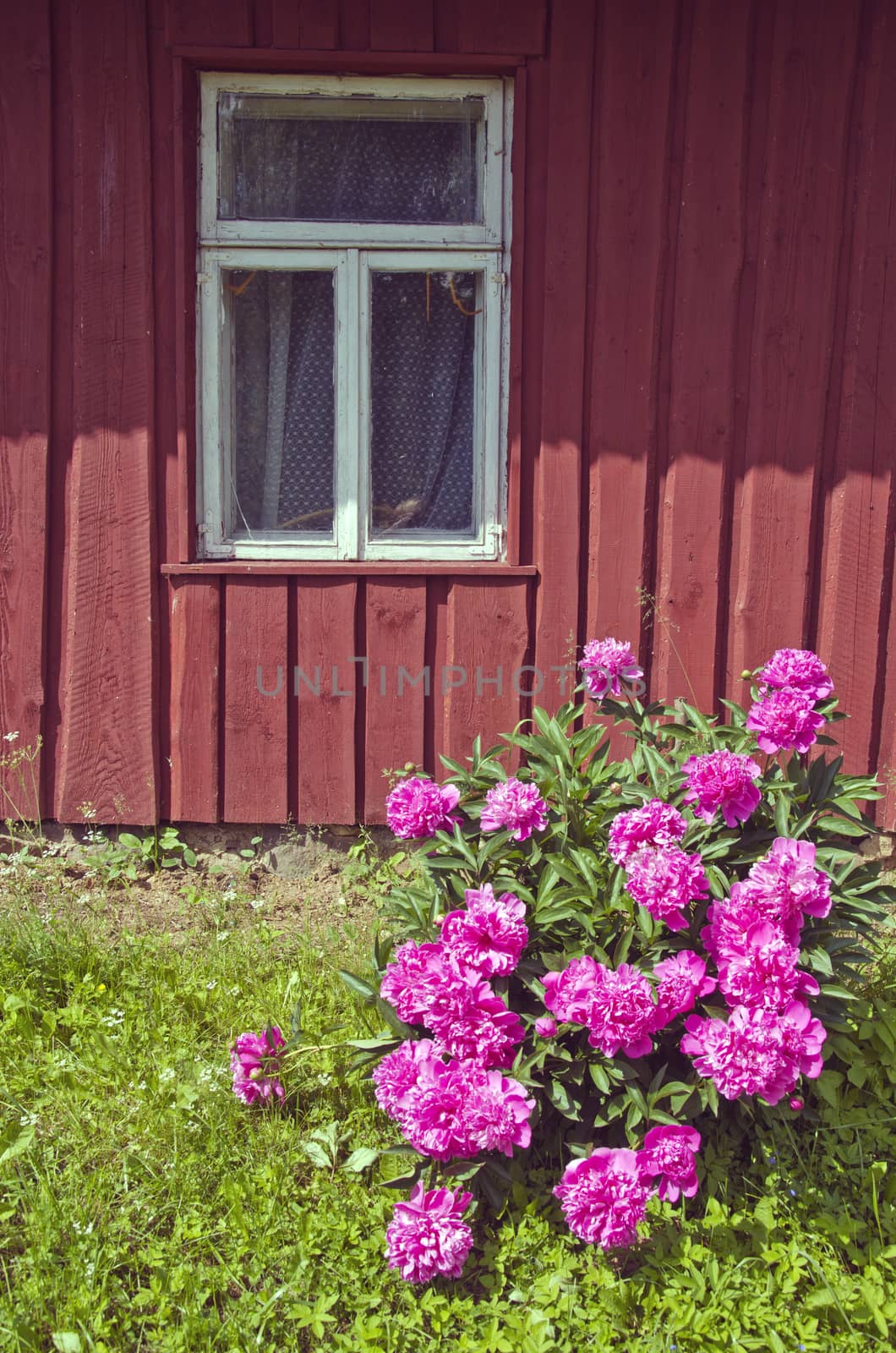 blooming beautiful peony bush near summer farm wall by alis_photo