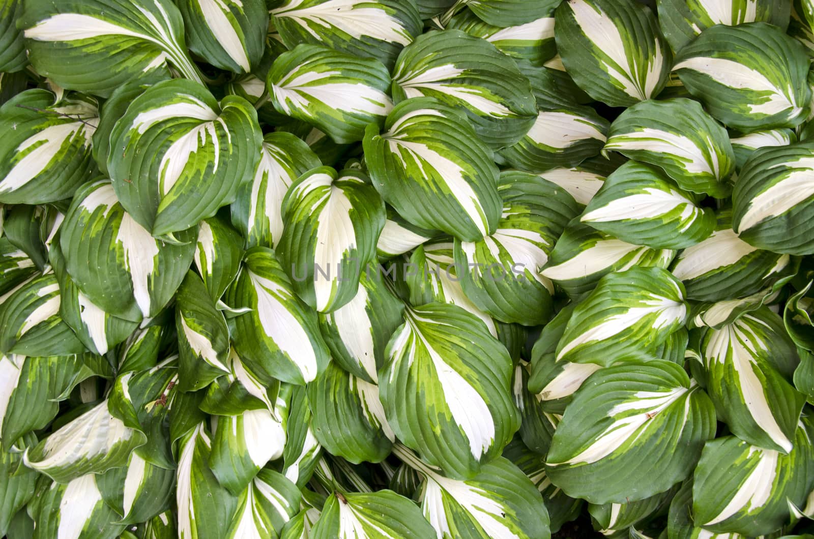 garden flowers leaves abstract floral background